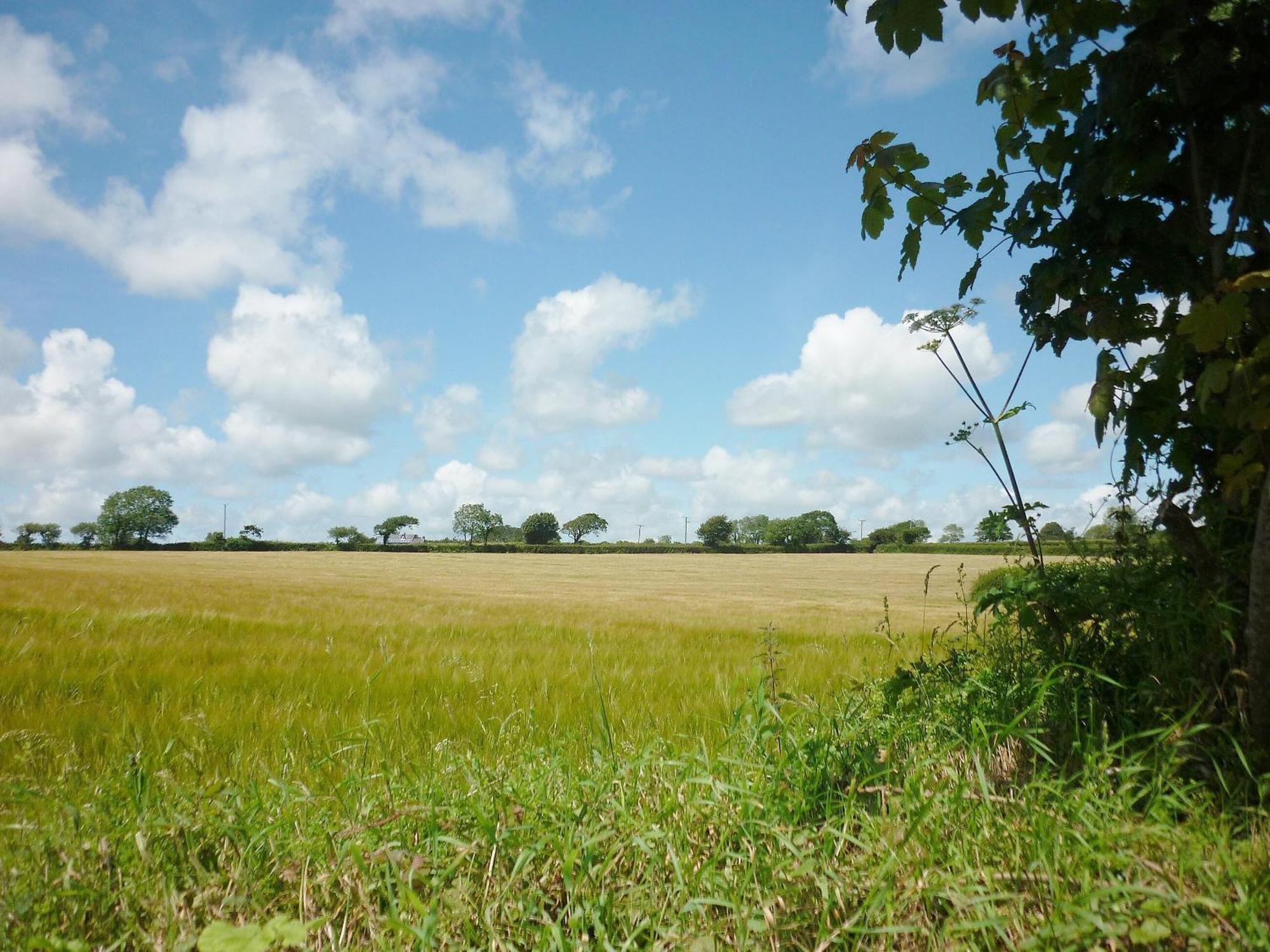 Blackberry Cottage North Hill المظهر الخارجي الصورة